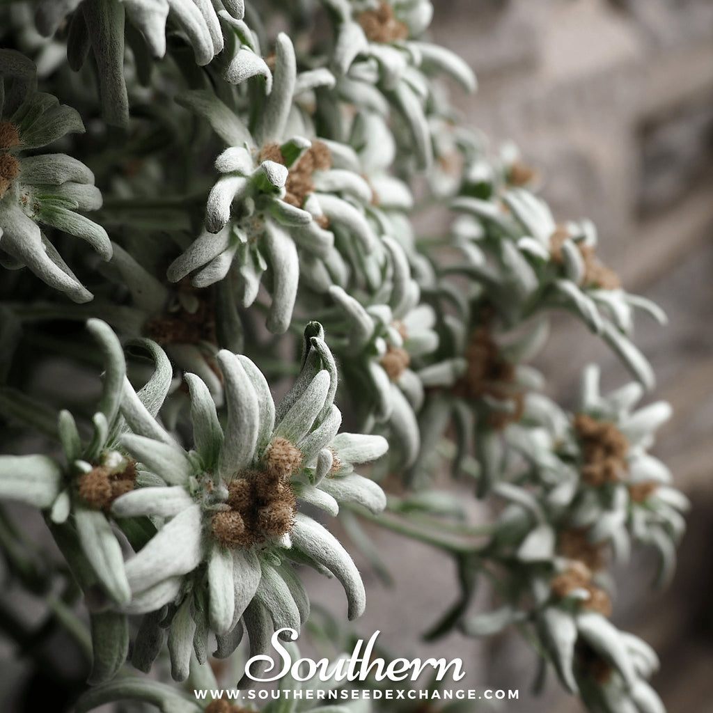 Southern Seed Exchange Edelweiss (Leontopodium Alpinum) - 100 Seeds