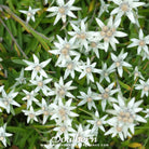 Southern Seed Exchange Edelweiss (Leontopodium Alpinum) - 100 Seeds