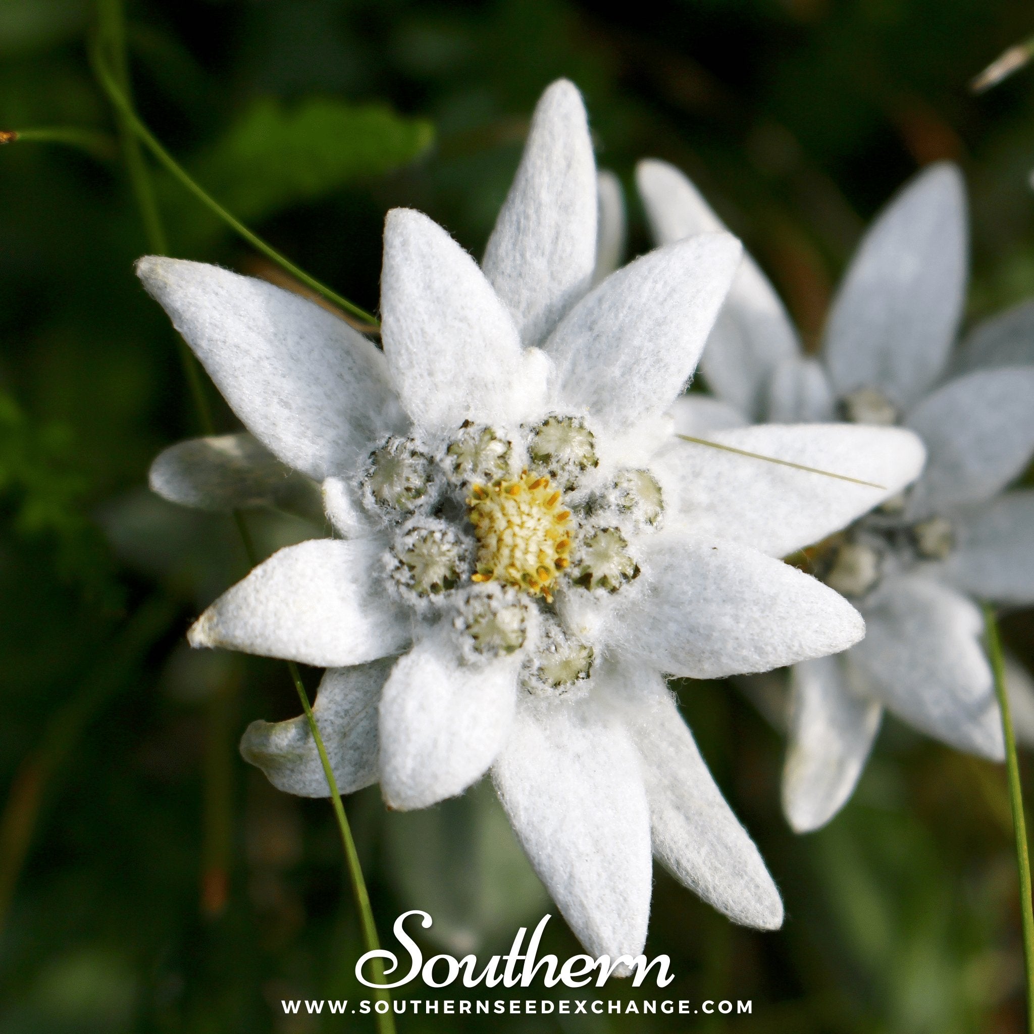 Southern Seed Exchange Edelweiss (Leontopodium Alpinum) - 100 Seeds