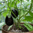 Southern Seed Exchange Eggplant, Black Beauty (Solanum melongena) - 200 Seeds