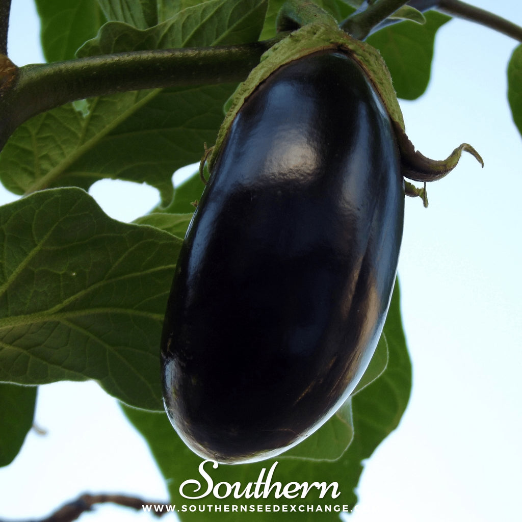 Southern Seed Exchange Eggplant, Black Beauty (Solanum melongena) - 200 Seeds