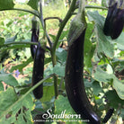 Eggplant, Long Purple (Solanum melongena) - 100 Seeds - Southern Seed Exchange