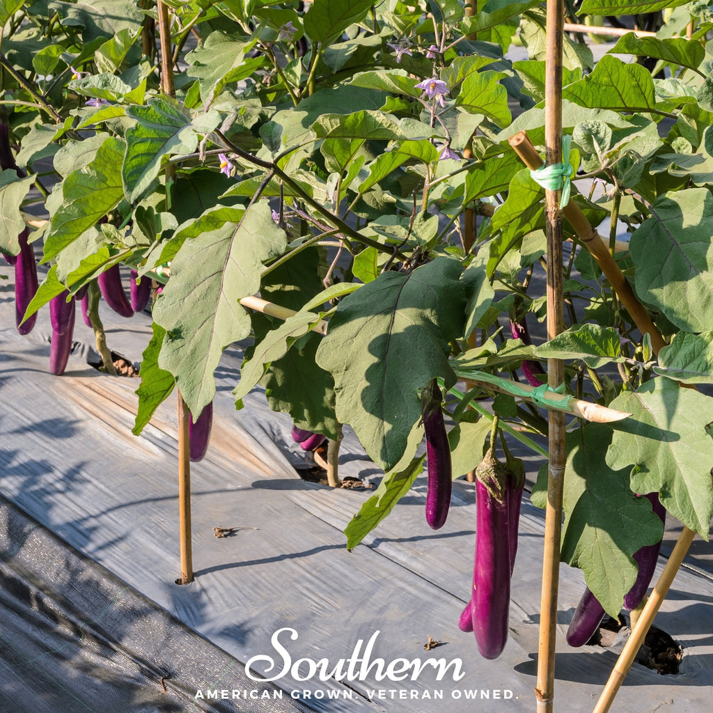 Eggplant, Long Purple (Solanum melongena) - 100 Seeds - Southern Seed Exchange
