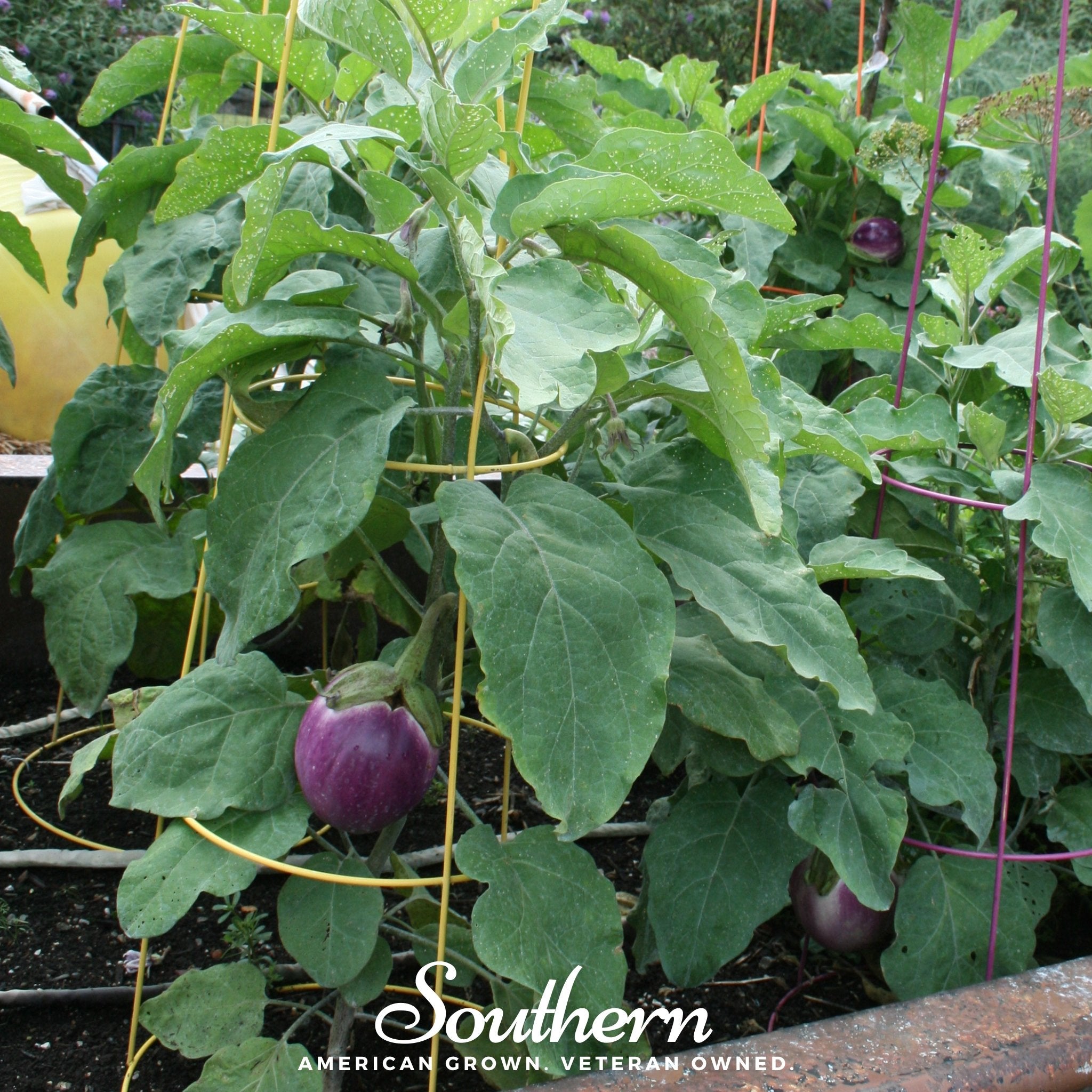 Eggplant, Rosa Bianca (Solanum melongena) - 100 Seeds - Southern Seed Exchange