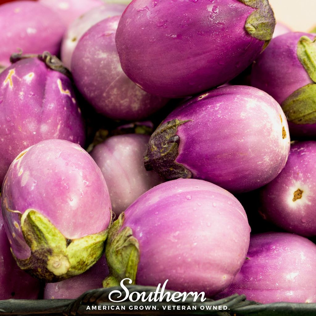 Eggplant, Rosa Bianca (Solanum melongena) - 100 Seeds - Southern Seed Exchange