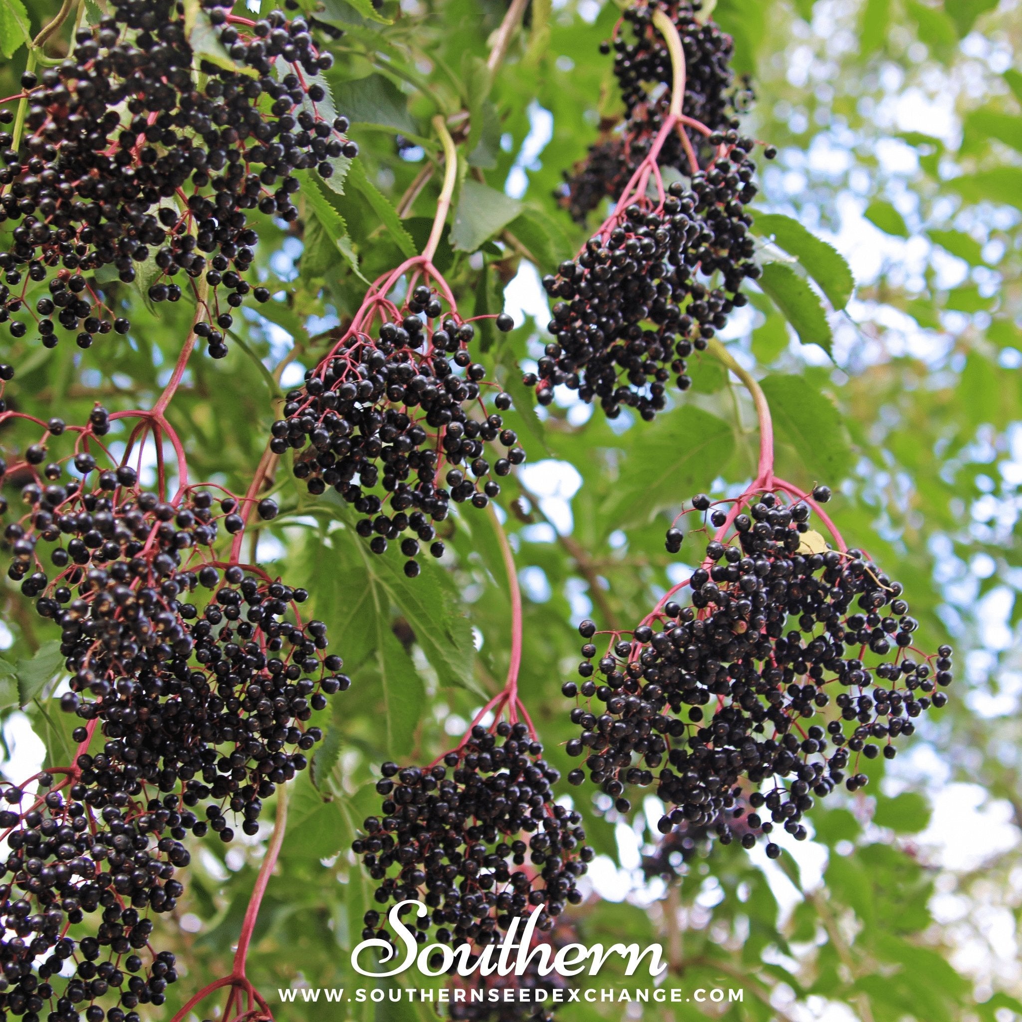 Southern Seed Exchange Elderberry, American Black (Sambucus canadensis) - 50 Seeds