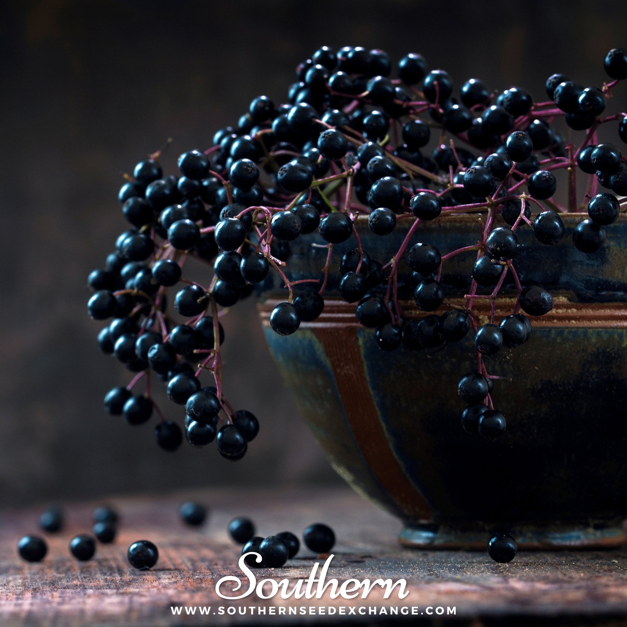 Southern Seed Exchange Elderberry, American Black (Sambucus canadensis) - 50 Seeds