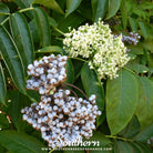 Southern Seed Exchange Elderberry, Blue (Sambucus caerulea) - 25 Seeds