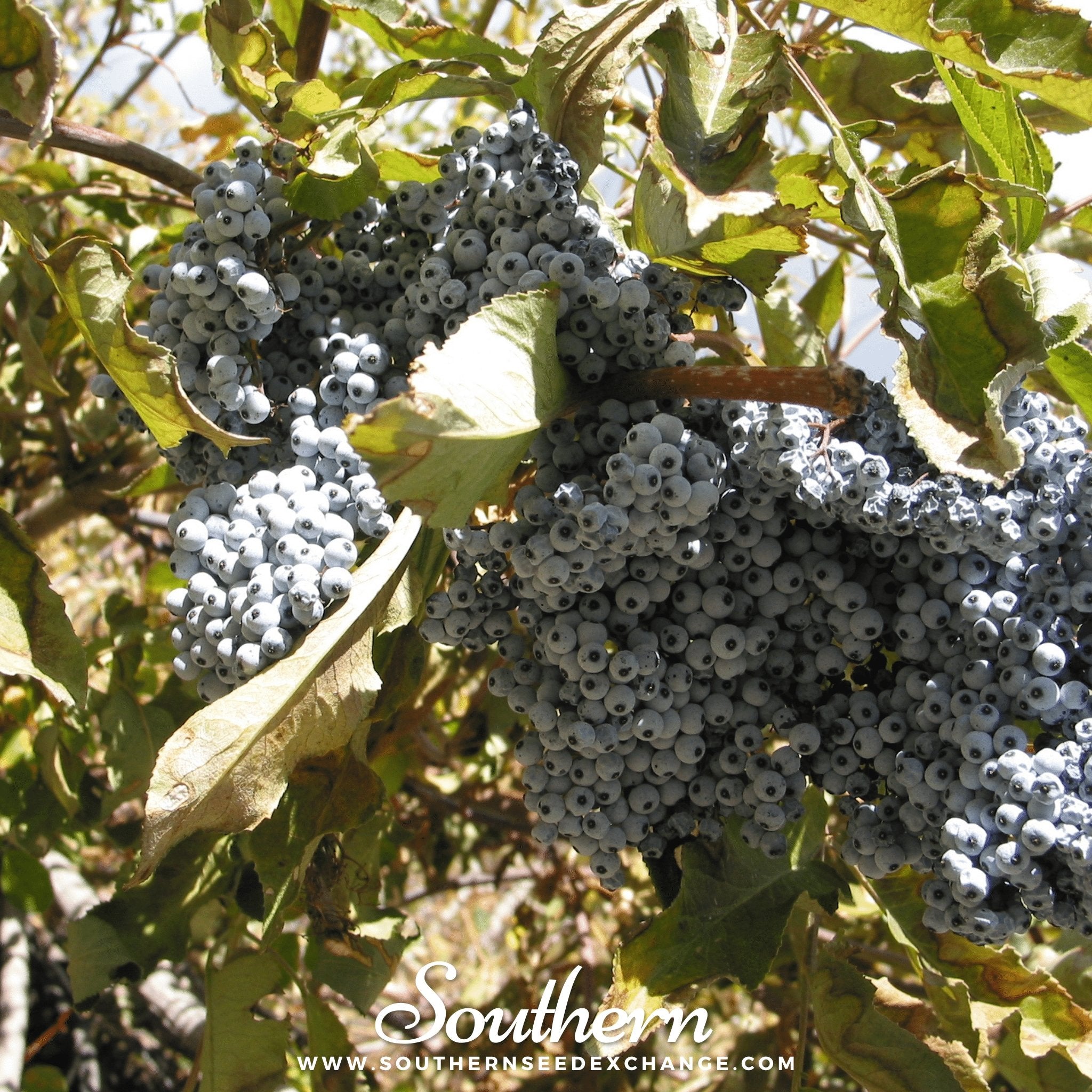 Southern Seed Exchange Elderberry, Blue (Sambucus caerulea) - 25 Seeds