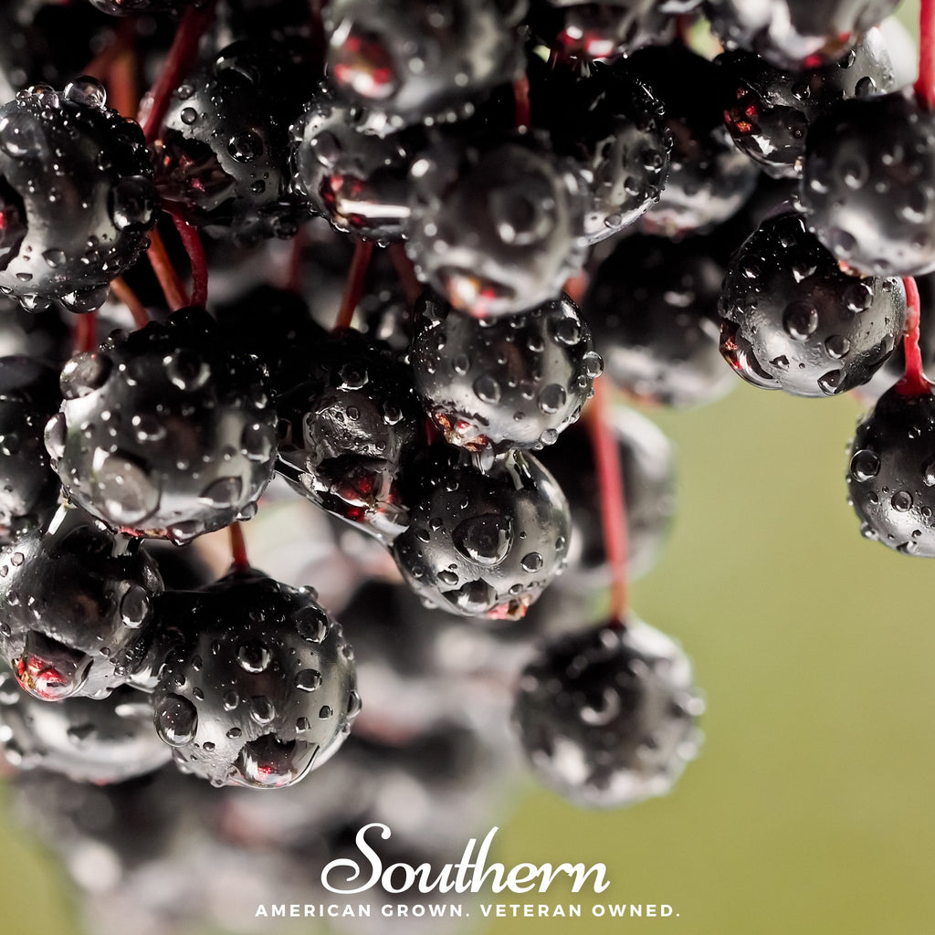 Elderberry, European Black (Sambucus nigra) - 50 Seeds - Southern Seed Exchange