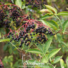 Elderberry, European Black (Sambucus nigra) - 50 Seeds - Southern Seed Exchange