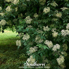 Elderberry, European Black (Sambucus nigra) - 50 Seeds - Southern Seed Exchange