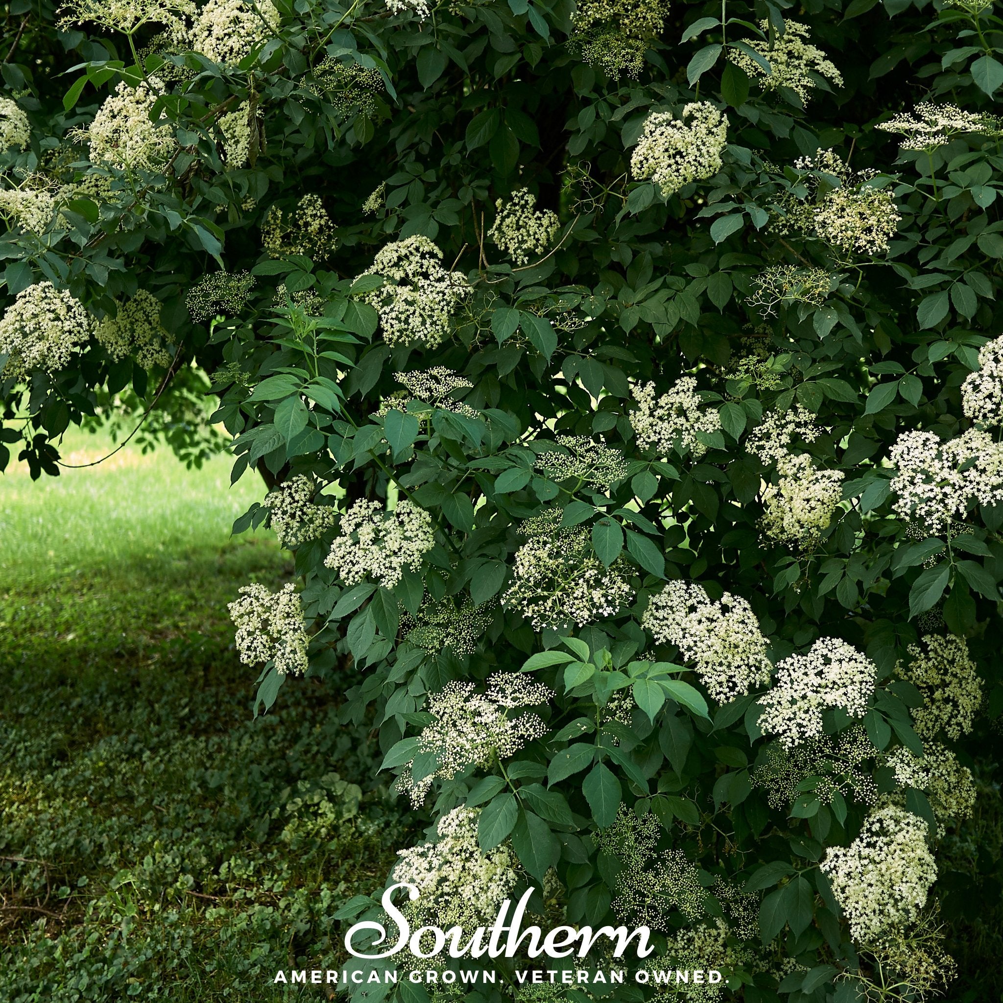 Elderberry, European Black (Sambucus nigra) - 50 Seeds - Southern Seed Exchange