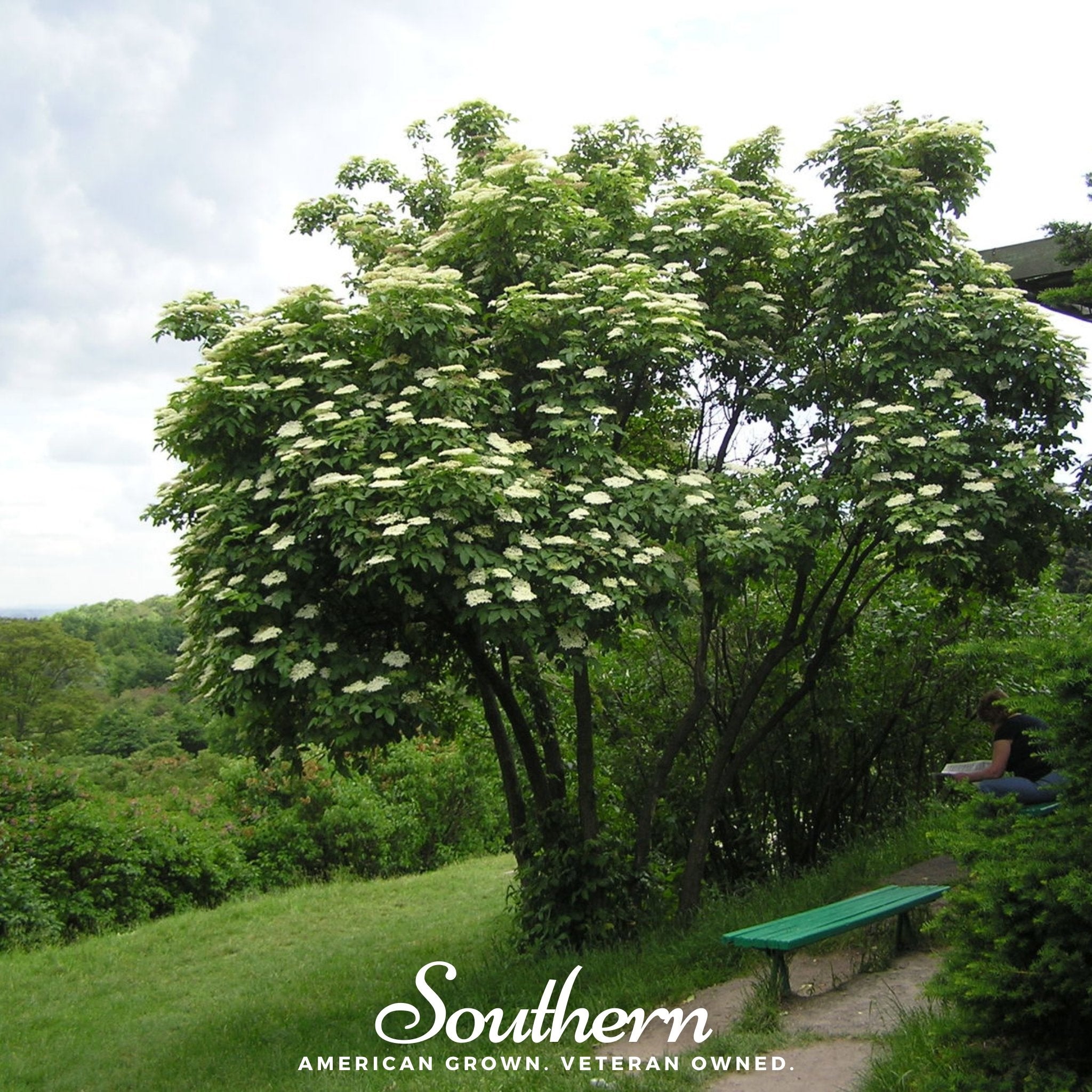 Elderberry, European Black (Sambucus nigra) - 50 Seeds - Southern Seed Exchange