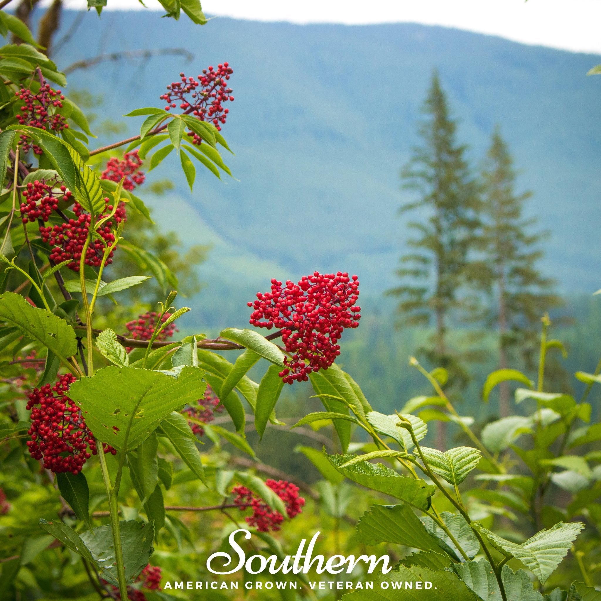 Elderberry, Pacific Red (Sambucus callicarpa) - 50 Seeds - Southern Seed Exchange