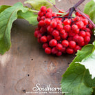 Elderberry, Pacific Red (Sambucus callicarpa) - 50 Seeds - Southern Seed Exchange