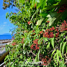 Elderberry, Pacific Red (Sambucus callicarpa) - 50 Seeds - Southern Seed Exchange