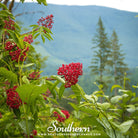 Elderberry, Red (Sambucus racemosa) - 50 seeds - Southern Seed Exchange