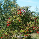 Elderberry, Red (Sambucus racemosa) - 50 seeds - Southern Seed Exchange