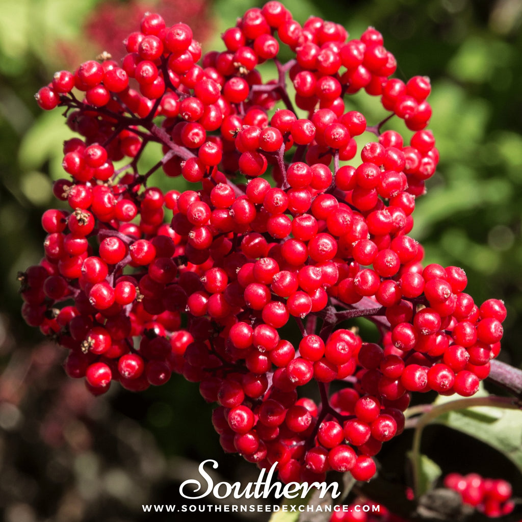 Elderberry, Red (Sambucus racemosa) - 50 seeds - Southern Seed Exchange