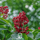 Elderberry Seed Collection (American Black • Red • Blue) - Southern Seed Exchange