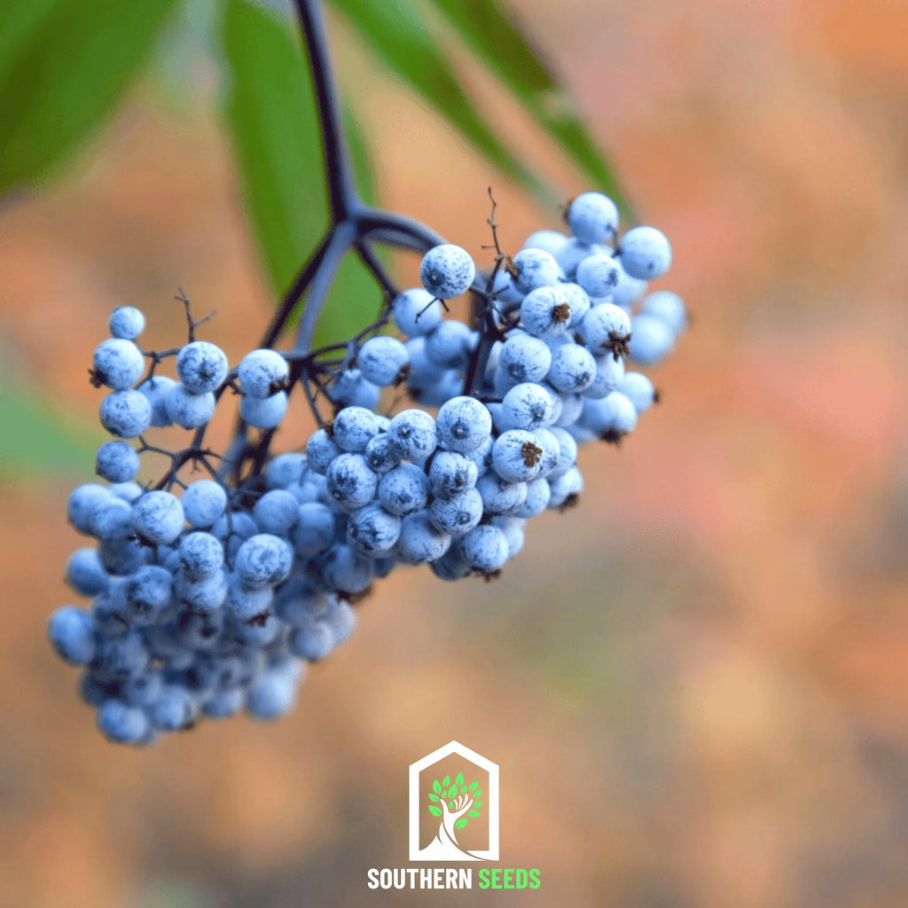 Elderberry Seed Collection (American Black • Red • Blue) - Southern Seed Exchange