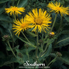 Elecampane (Inula helenium) - 25 Seeds - Southern Seed Exchange