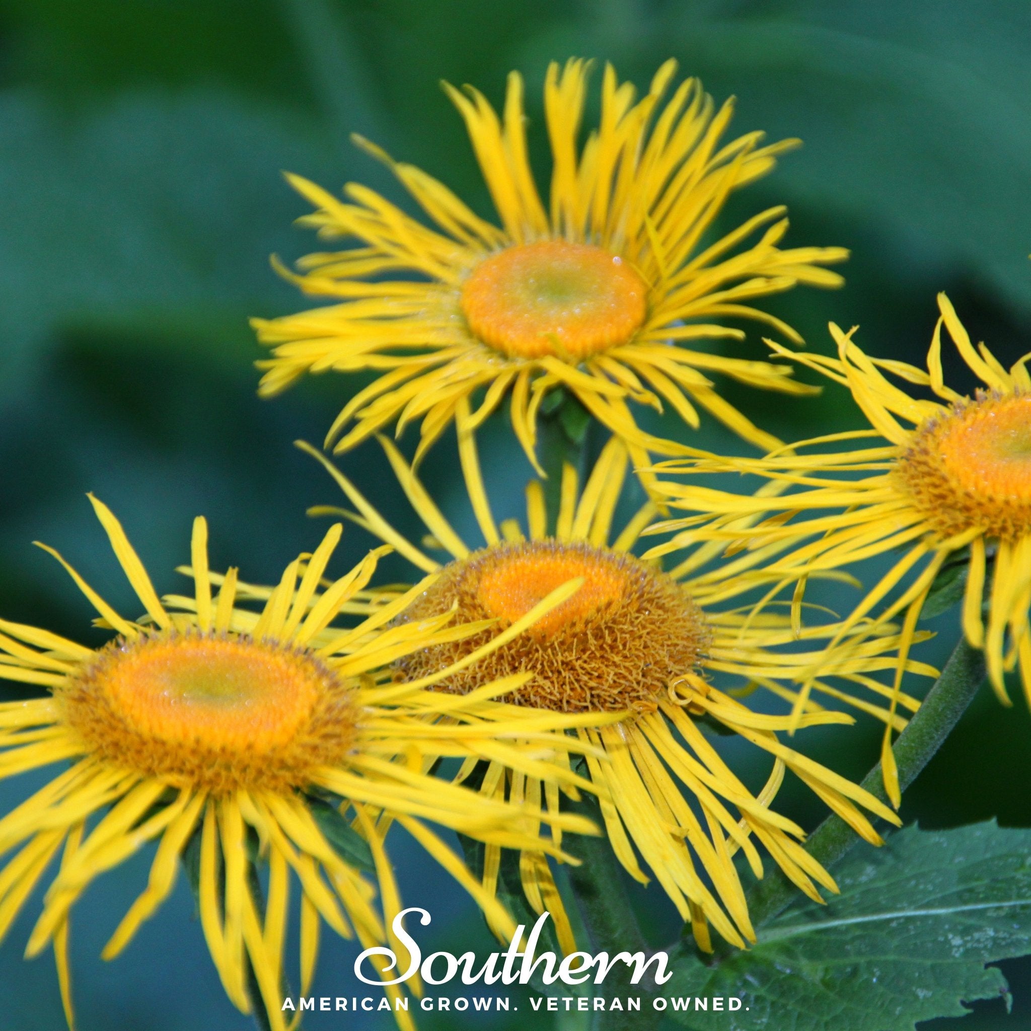 Elecampane (Inula helenium) - 25 Seeds - Southern Seed Exchange