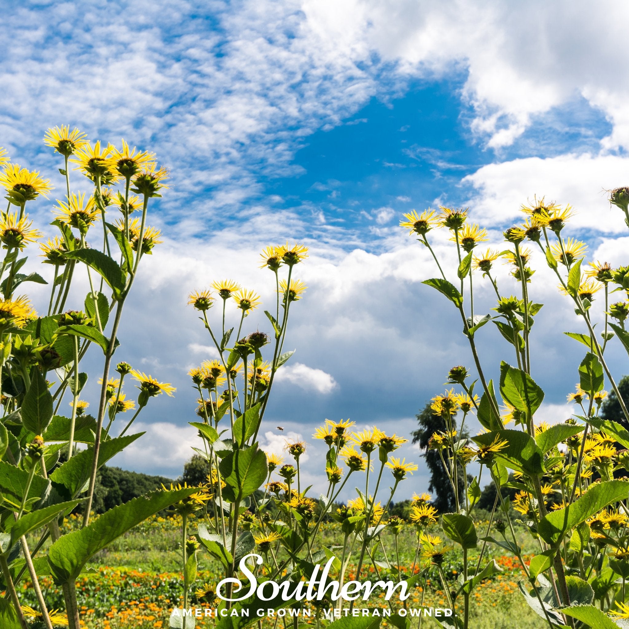 Elecampane (Inula helenium) - 25 Seeds - Southern Seed Exchange