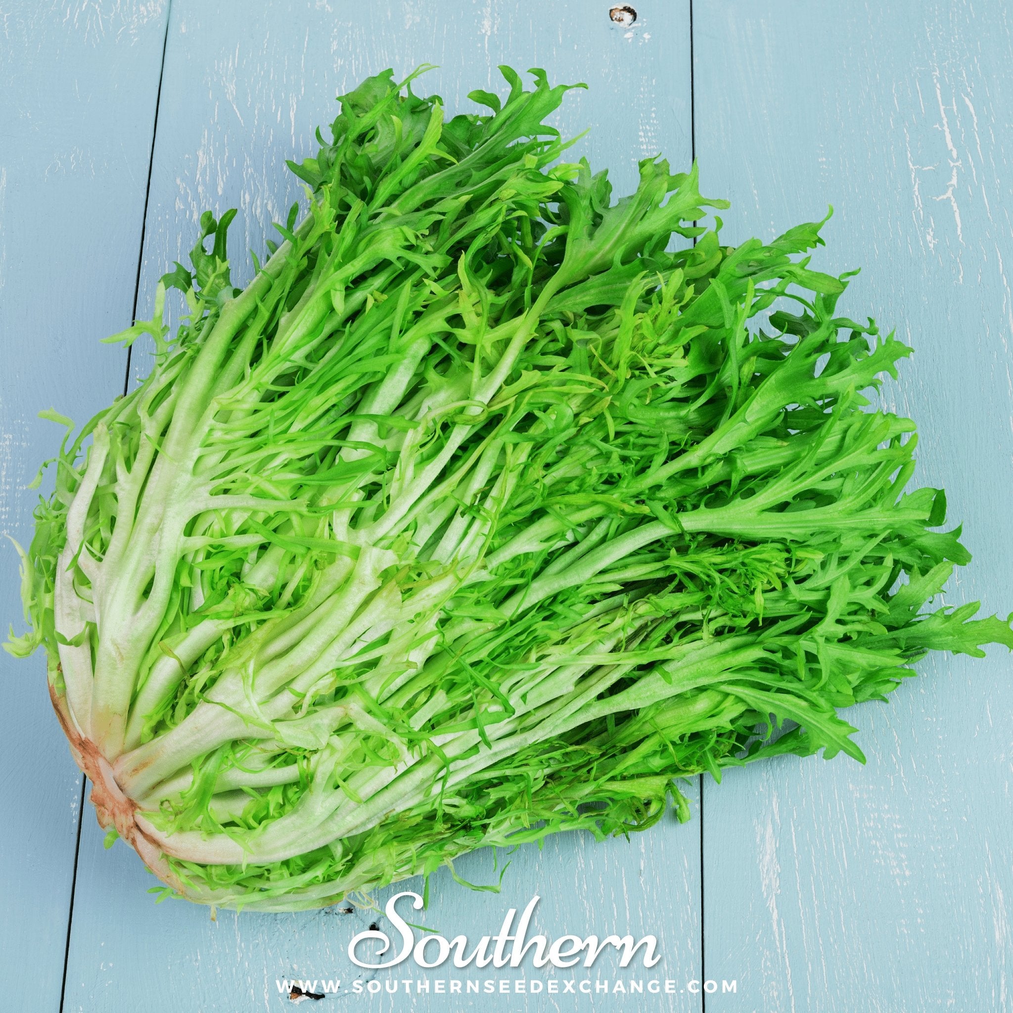 Southern Seed Exchange Endive, Green Curled Ruffec - 200 Seeds