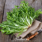 Southern Seed Exchange Endive, Green Curled Ruffec - 200 Seeds