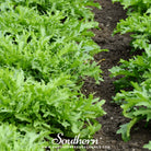 Southern Seed Exchange Endive, Green Curled Ruffec - 200 Seeds