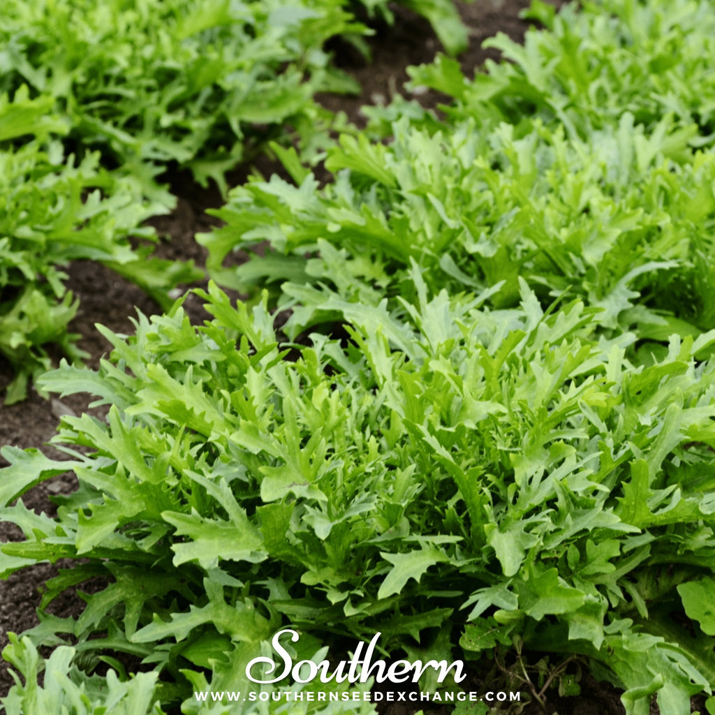Southern Seed Exchange Endive, Green Curled Ruffec - 200 Seeds