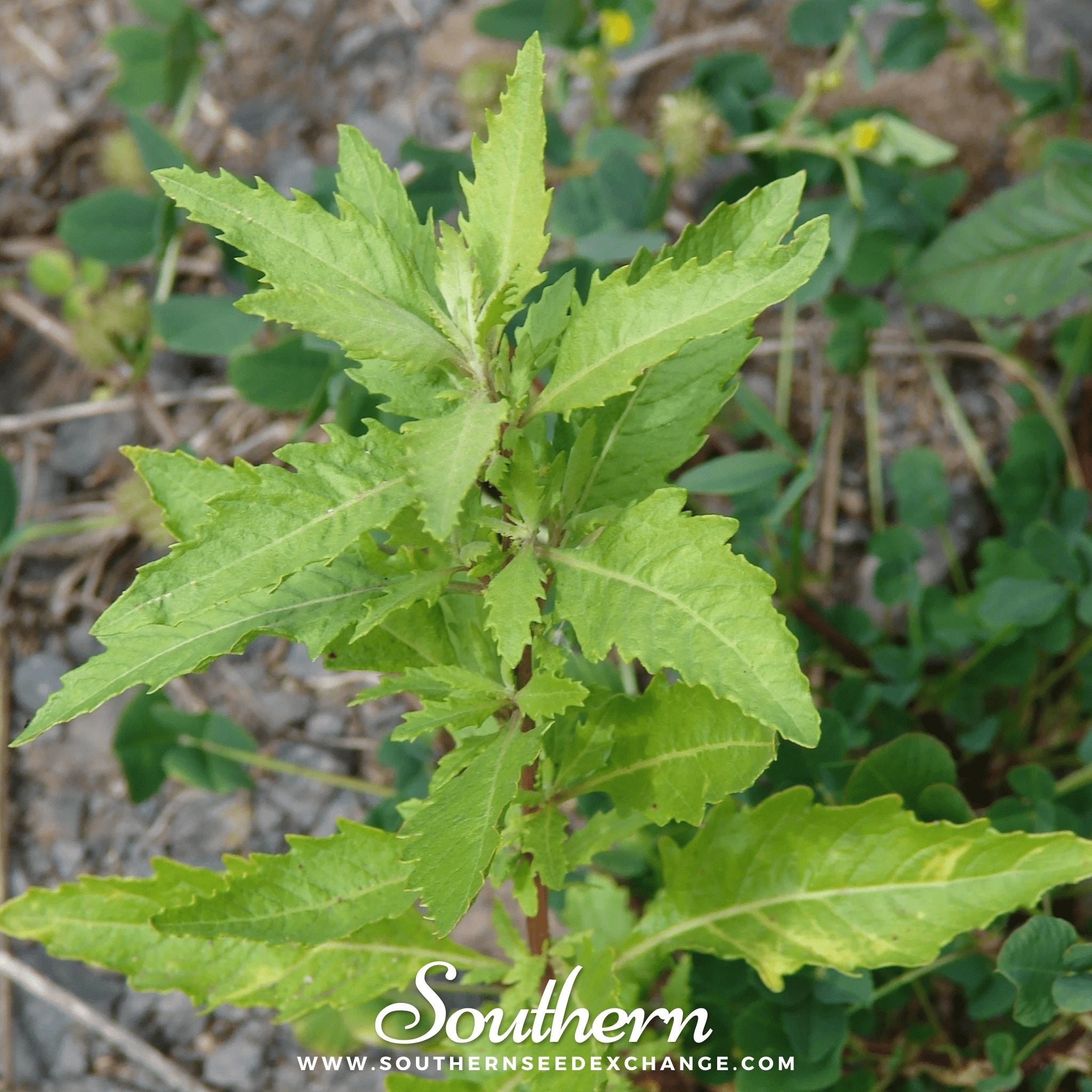 Southern Seed Exchange Epazote (Dysphania ambrosioides) - 25 Seeds