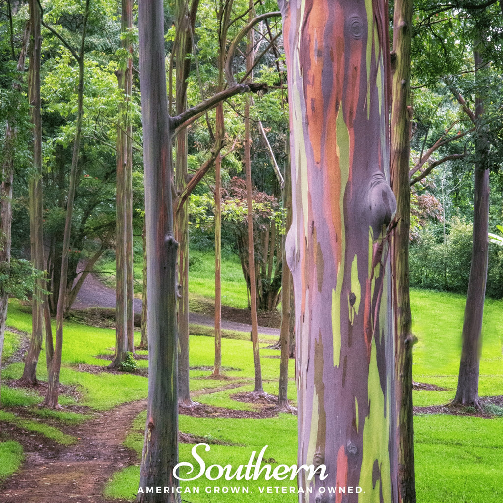 Eucalyptus, Rainbow Gum Tree (Eucalyptus deglupta) - 100 Seeds - Southern Seed Exchange