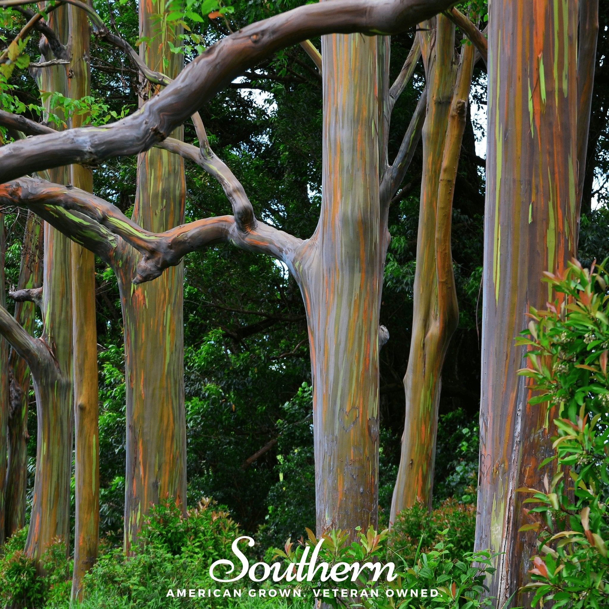 Eucalyptus, Rainbow Gum Tree (Eucalyptus deglupta) - 100 Seeds - Southern Seed Exchange