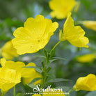 Evening Primrose (Oenothera lamarckiana) - 100 Seeds - Southern Seed Exchange