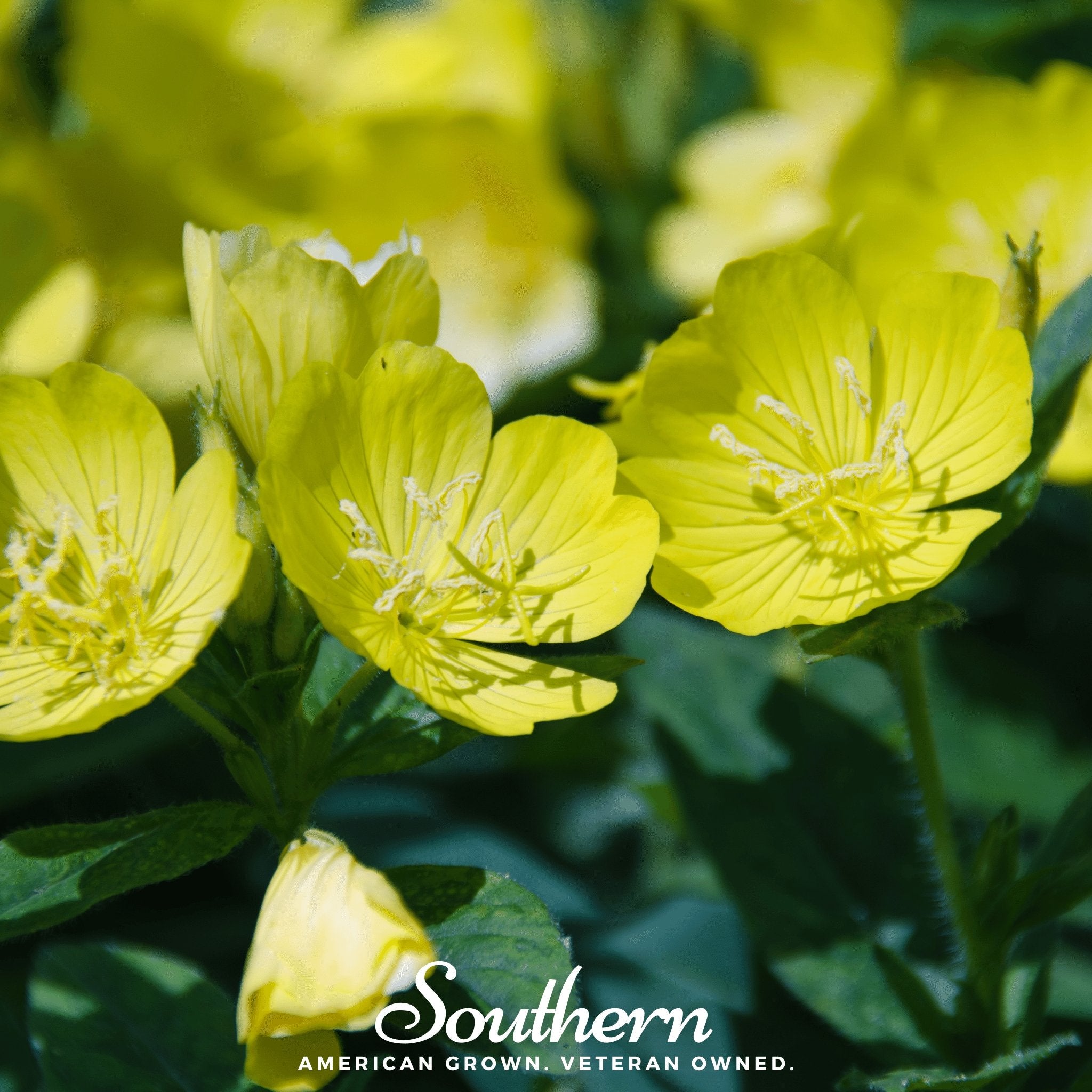 Evening Primrose (Oenothera lamarckiana) - 100 Seeds - Southern Seed Exchange