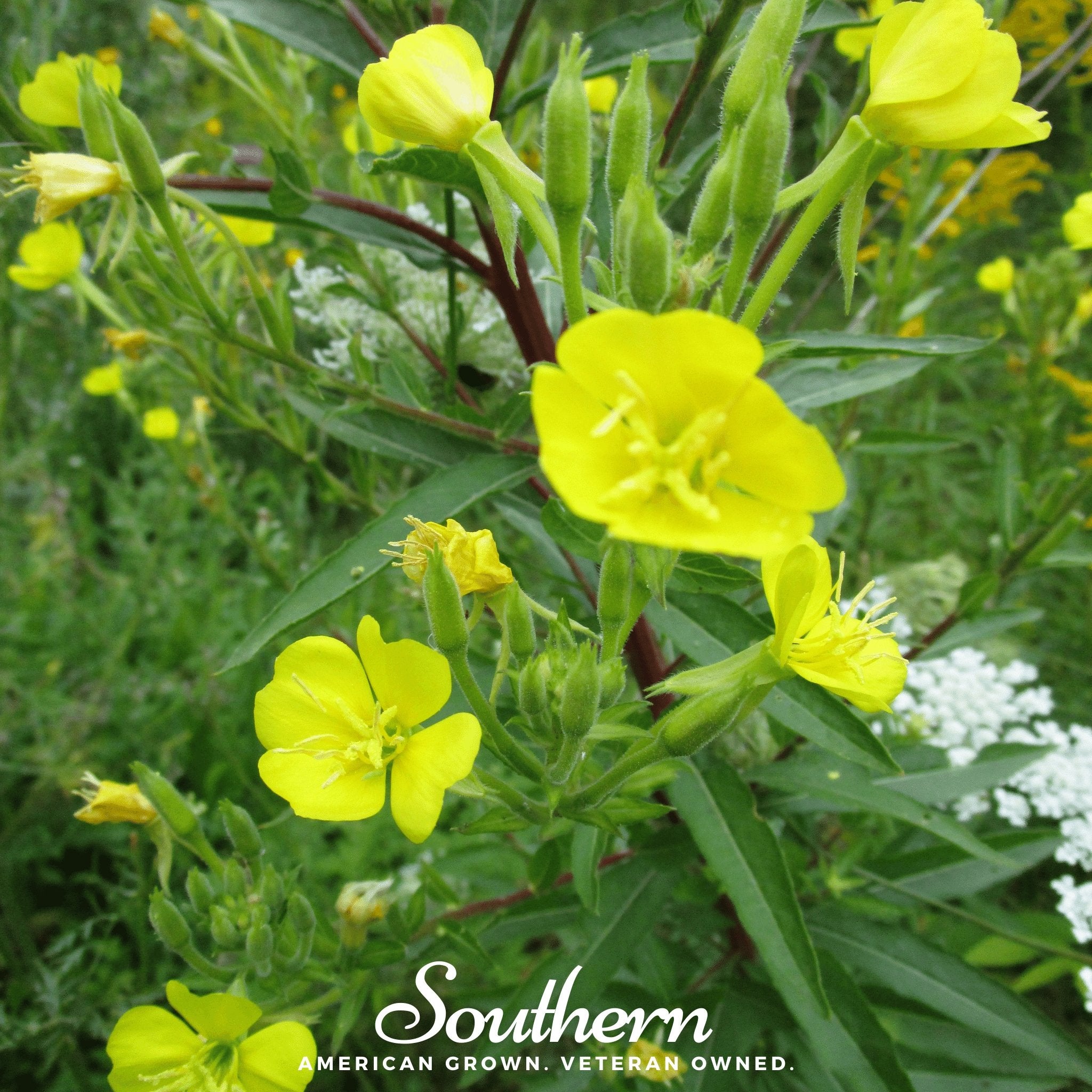 Evening Primrose (Oenothera lamarckiana) - 100 Seeds - Southern Seed Exchange