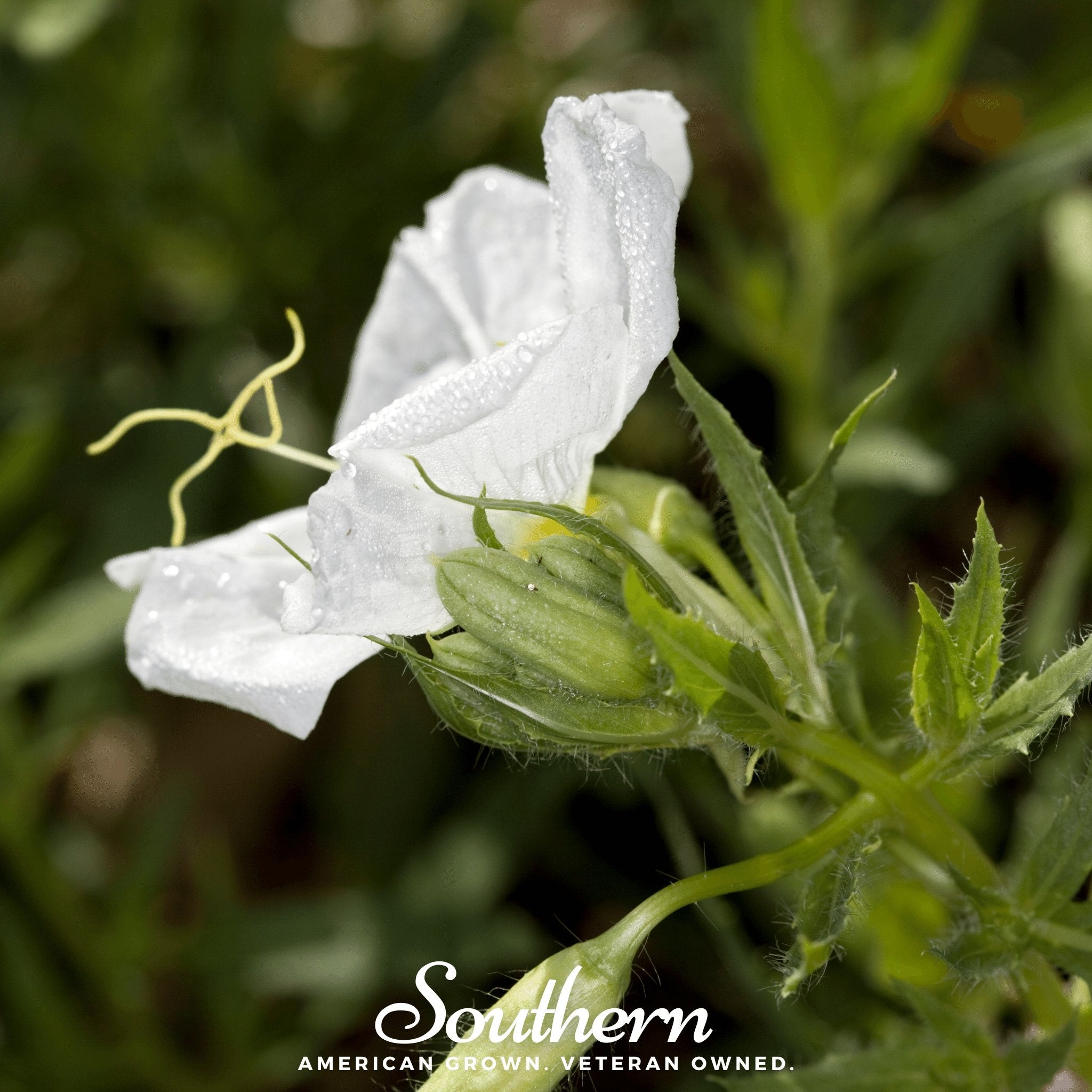 Evening Primrose, Pale (Oenothera pallida) - 100 Seeds - Southern Seed Exchange