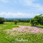 Evening Primrose, Pale (Oenothera pallida) - 100 Seeds - Southern Seed Exchange