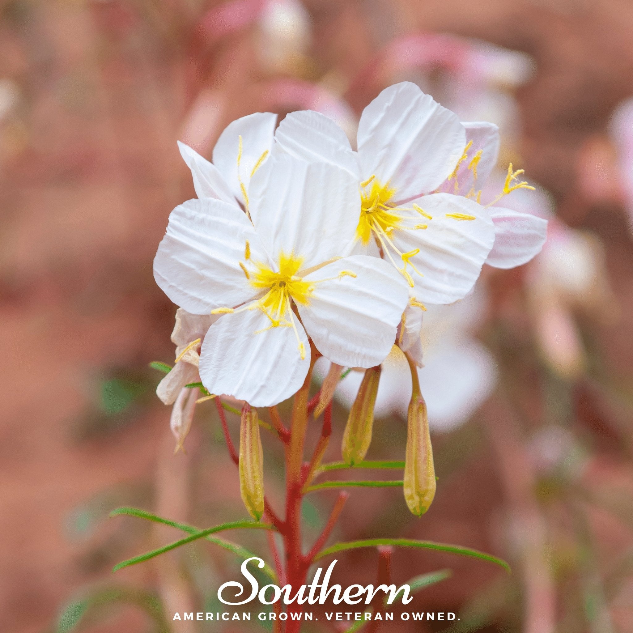 Evening Primrose, Pale (Oenothera pallida) - 100 Seeds - Southern Seed Exchange