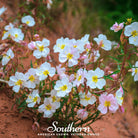 Evening Primrose, Pale (Oenothera pallida) - 100 Seeds - Southern Seed Exchange