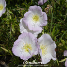 Evening Primrose, Showy (Pink Ladies) - (Oenothera speciosa) - 100 Seeds - Southern Seed Exchange