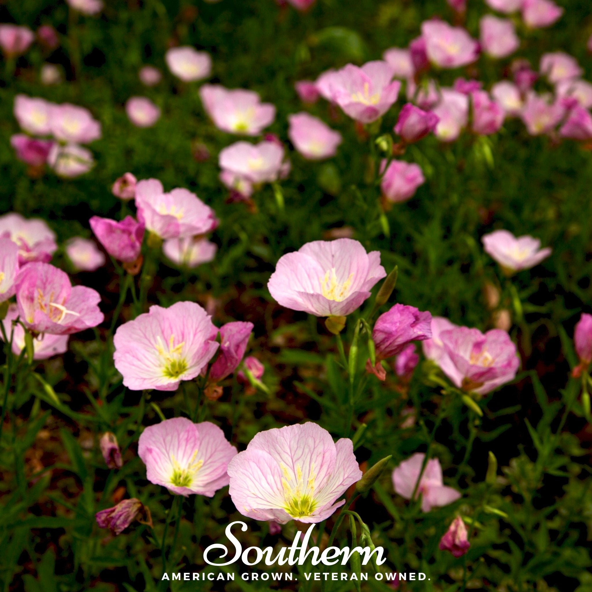 Evening Primrose, Showy (Pink Ladies) - (Oenothera speciosa) - 100 Seeds - Southern Seed Exchange