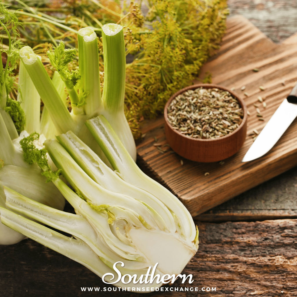 Fennel, Florence (Foeniculum vulgare Florence) - 200 Seed - Southern Seed Exchange