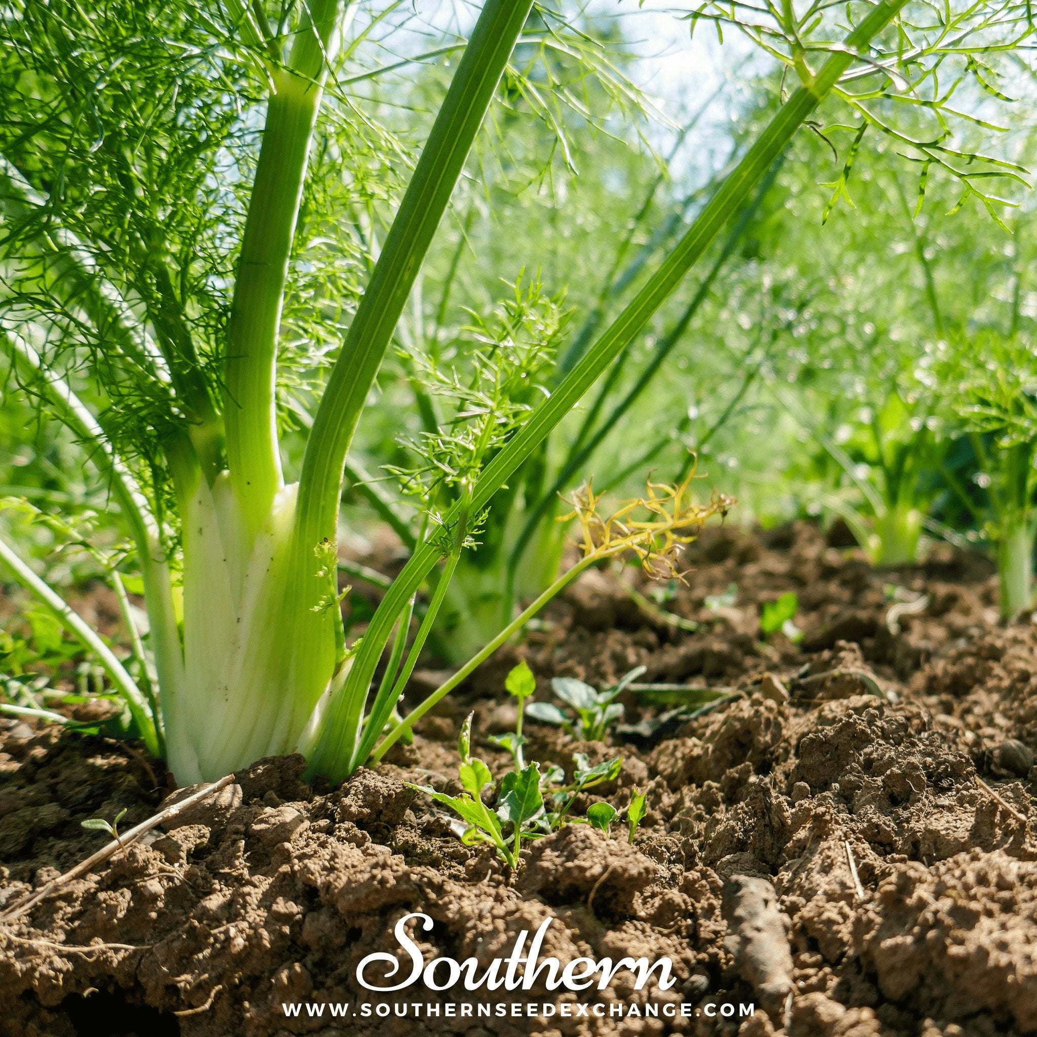 Fennel, Florence (Foeniculum vulgare Florence) - 200 Seed - Southern Seed Exchange