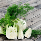 Fennel, Florence (Foeniculum vulgare Florence) - 200 Seed - Southern Seed Exchange