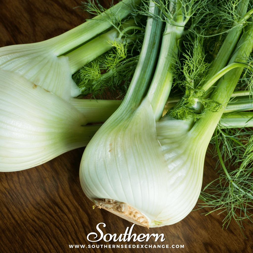Fennel, Florence (Foeniculum vulgare Florence) - 200 Seed - Southern Seed Exchange