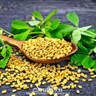 Fenugreek (Trigonella foenum-graecum) - 50 Seeds - Southern Seed Exchange